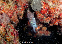 Diving off the Neptune Memorial Reef, an underwater cemet... by Leila Kim 